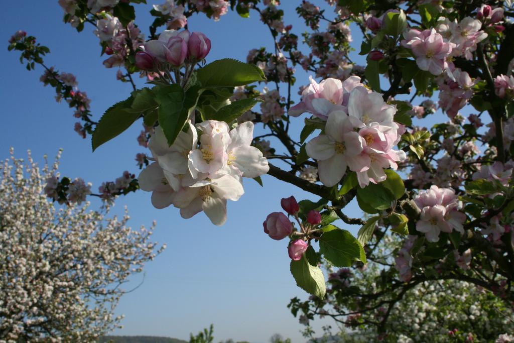 Villa Mandelbluete Gleiszellen-Gleishorbach Bilik gambar